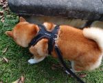 Perfect Fit Harnesss 柴犬胸背帶推薦
