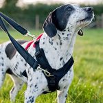 柴犬胸背帶推薦