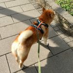 英國 Perfect Fit 胸背帶