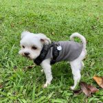 Perfect Fit Harness 瑪爾濟斯 氣管塌