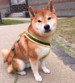 柴犬胸背帶推薦