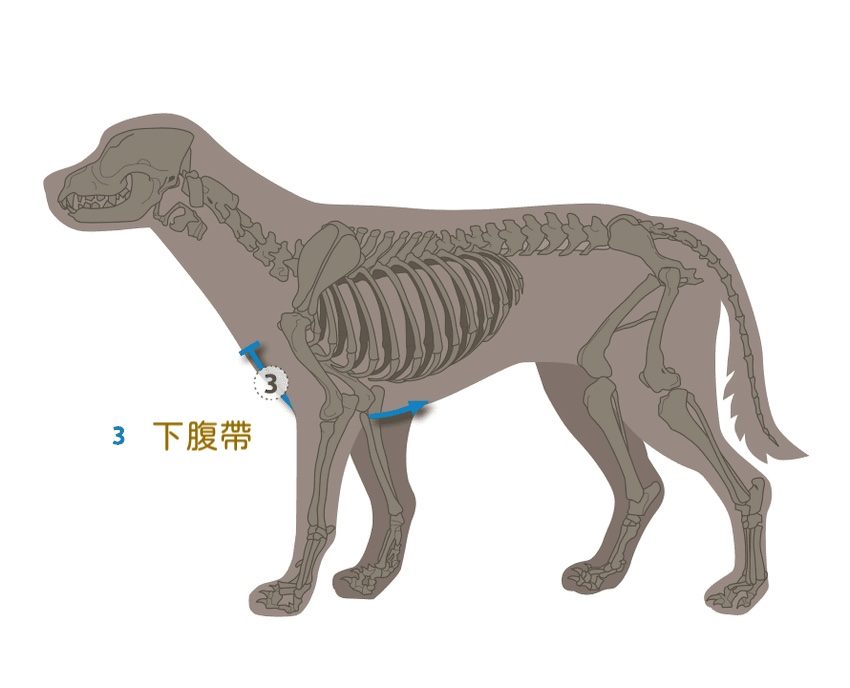 德國 AnnyX 免套頭樂趣胸背帶