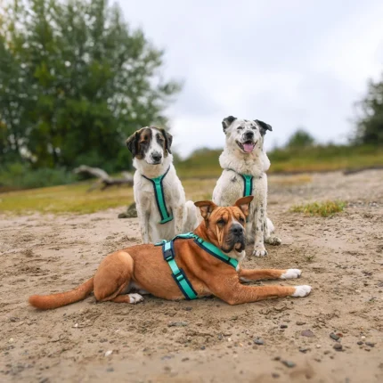 德國 AnnyX 樂趣胸背帶