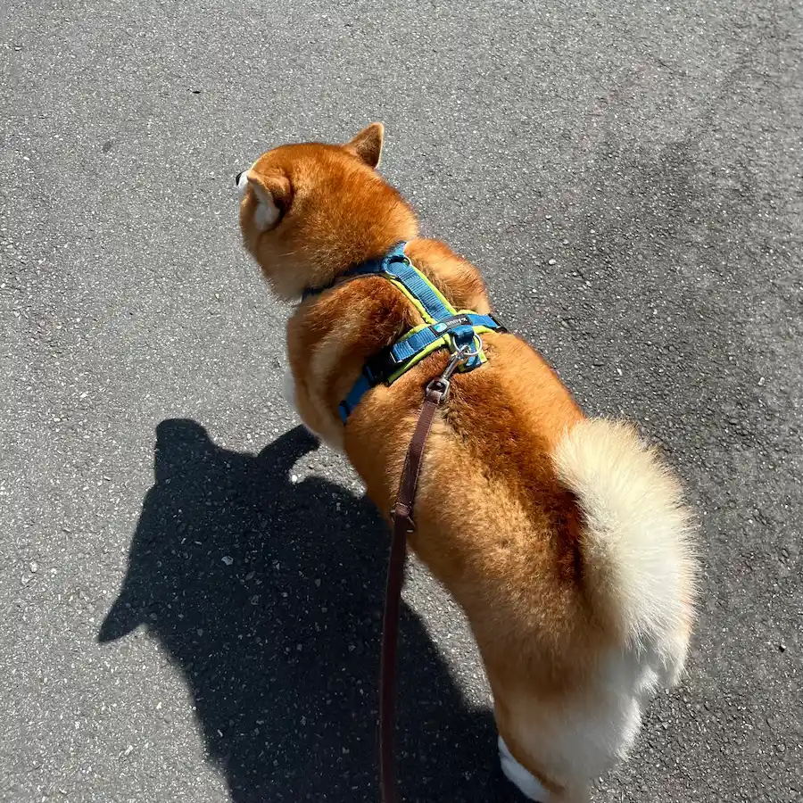 S 號:14公斤 柴犬(勿忘我)