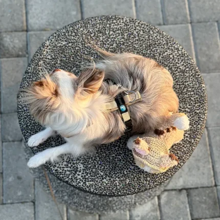 德國 anny.x 樂趣胸背帶