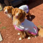 K9 披風型防曬涼感衣