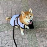 K9 披風型防曬涼感衣