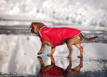 Chilly Dogs 防風雨衣