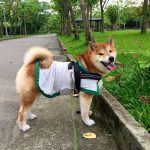K9 披風型防曬涼感衣（中小型犬）