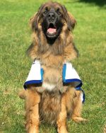 K9 披風型防曬涼感衣