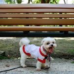 K9 披風型防曬涼感衣