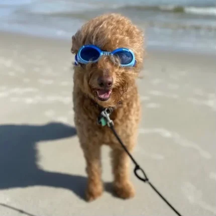 Doggles ILS 護目鏡太陽眼鏡
