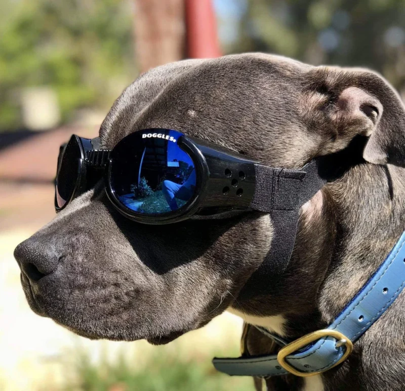 Doggles ILS 護目鏡太陽眼鏡