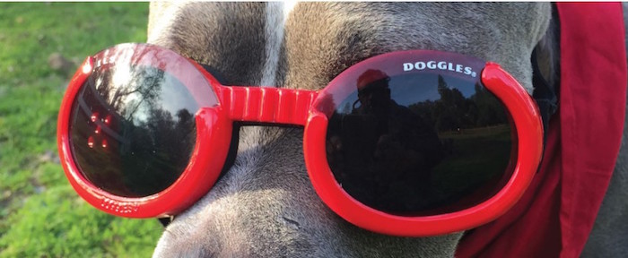 Doggles Ils 護目鏡太陽眼鏡 預防狗兒白內障 月亮狗寵物用品