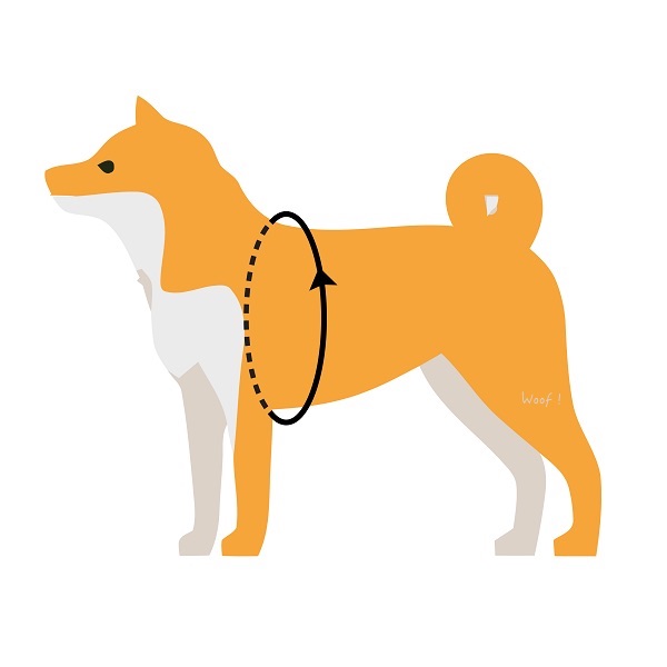 請讓狗自然站立，布尺貼著身體量前腿後，繞身體一圈的數值。