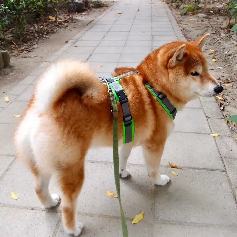13公斤柴犬