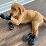 Mutt Trackers 全天候狗鞋