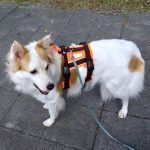 AnnyX Safety 防掙脫胸背帶