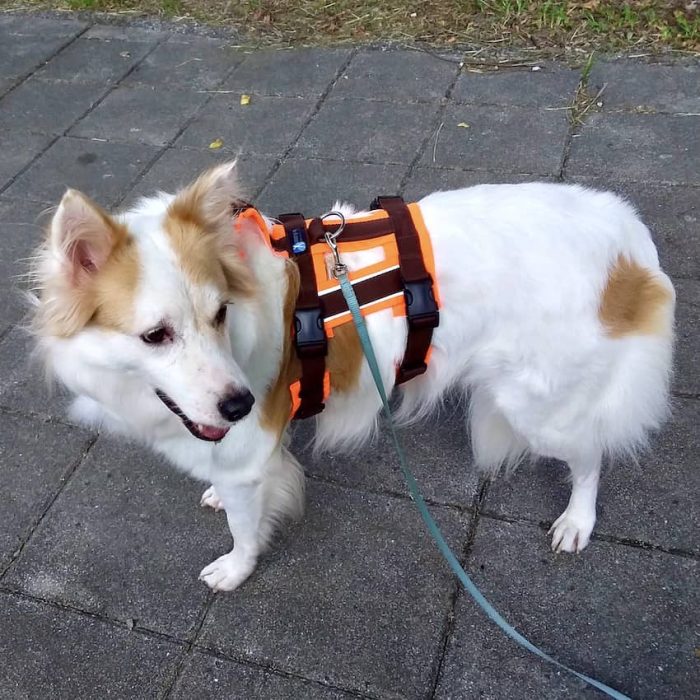 AnnyX Safety 防掙脫胸背帶