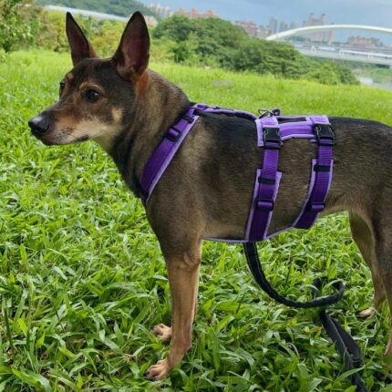 AnnyX Safety 防掙脫胸背帶