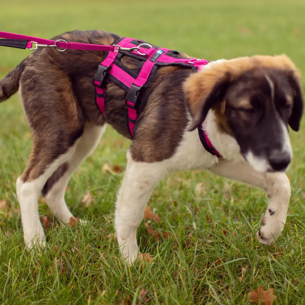 AnnyX Safety 防掙脫胸背帶