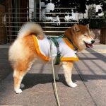 K9 披風型防曬涼感衣