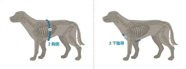 德國 anny.x 胸背帶尺寸測量