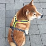 Topcanis RATIA 刷毛胸背帶（中大型犬）：圖片 2