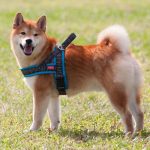 公柴犬胸背帶推薦 快套胸背