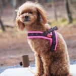 Topcanis RATIA 快套式胸背帶1號：圖片 3