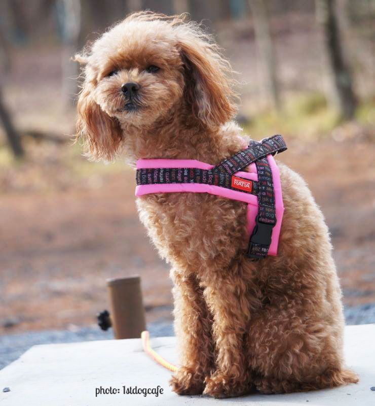 TopCanis 快套式運動胸背帶粉紅色 Topcanis RATIA 快套式胸背帶1號粉紅色