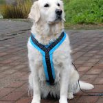 Topcanis RATIA 刷毛胸背帶（中大型犬）