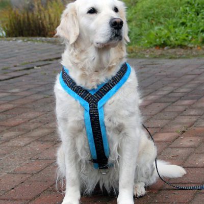Topcanis RATIA 刷毛胸背帶(中大型犬專用)