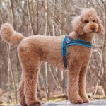 Topcanis RATIA 快套式胸背帶1號：圖片 4